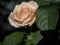 delicate tea rose on a bush on an indistinct natural dark background