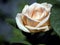 delicate tea rose on a bush on an indistinct natural dark background