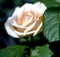 delicate tea rose on a bush on an indistinct natural dark background