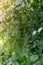 Delicate thin spider web threads on tree branches among dark green foliage with sunlight in morning, natural background