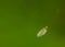 Delicate threads of a spider web on a green background with a trapped single wing of an insect in a macro shot