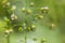 Delicate tiny water drops on stems with blinks, glare and reflections inside in sunshine on blur green background, macro, texture.