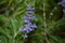 delicate twig of blue-purple-colored plant flower at night