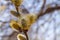 Delicate twigs of flowering willow blossomed yellow flowers in the spring for Easter