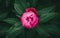 Delicate unblown peony bud in thick dark green leaves