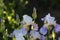 Delicate varietal white irises with purple veins in the summer garden, women`s hobby and pleasure to grow flowers