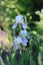 Delicate varietal white irises with purple veins in the summer garden, women`s hobby and pleasure to grow flowers