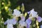 Delicate varietal white irises with purple veins in the summer garden, women`s hobby and pleasure to grow flowers