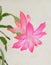 delicate and vibrant zigocactus flower Schlumbergera