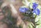 Delicate violet blue rosemary flowers against a soft dreamy background