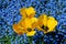 Delicate vivid yellow tulips in full bloom and many blurred small blue forget me not or Scorpion grasses flowers, Myosotis, in a