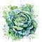 A delicate watercolor depiction of a green cabbage