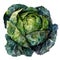 A delicate watercolor depiction of a green cabbage