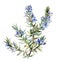 Delicate watercolor depiction of rosemary in bloom