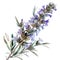 Delicate watercolor depiction of rosemary in bloom