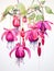 Delicate Watercolor Fuchsia Blooms Hanging AI Generated