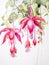 Delicate Watercolor Fuchsia Blooms Hanging AI Generated