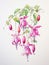 Delicate Watercolor Fuchsia Blooms Hanging AI Generated