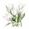 Delicate Watercolor Illustration Of 3 White Tulips On White Background