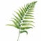 Delicate Watercolor Illustration Of Green Fern Plant With Realistic Brushwork