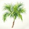 Delicate Watercolor Illustration Of A Palm Tree By Beatrice Potter