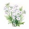 Delicate Watercolor Painting Of White Gloria Flowers On White Background