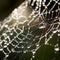 Delicate Webs, Magical Droplets