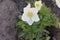 Delicate white anemones bloom in the spring garden