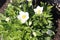 Delicate white anemones bloom in the spring garden