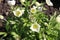 Delicate white anemones bloom in the spring garden