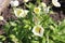 Delicate white anemones bloom in the spring garden