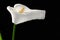 Delicate White Arum Lily