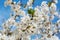 Delicate white blooming cherry flowers in the spring garden. Blossoming fruit tree