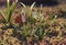 Delicate white buds of snowdrops on a background of pinkish-green grass