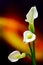 Delicate white calla lilies on abstract gradient background