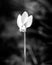 A delicate white Cyclamen in black and white