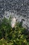 A delicate white feather softly lands on bright green plants near the rocky asphalt as the morning sunlight gently illuminates it.