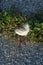 A delicate white feather softly lands on bright green plants near the rocky asphalt as the morning sunlight gently illuminates it.