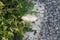 A delicate white feather softly lands on bright green plants near the rocky asphalt as the morning sunlight gently illuminates it.