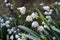 Delicate white Flower called spring snowflake