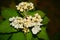 Delicate white flower of garden hydrangea