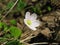 Delicate white flower oxalis closeup.