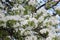 Delicate white flowers bloomed from buds on a pear in spring