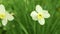 Delicate white flowers of daffodils