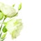 Delicate white Flowers isolated with copy space / Eustoma ( Lisiantus )