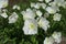 Delicate white flowers of Oenothera speciosa