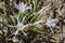 Delicate white flowers Sharon's lily, sea daffodil, sand lily closeup. Israel