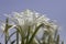 Delicate white flowers Sharon's lily, sea daffodil, sand lily closeup. Israel