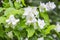 Delicate white flowers with yellow stamens English dogwood. A flowering bush Philadelphus coronarius with a bunch of flowers,