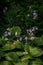 Delicate white Japanese thimbleweed with vibrant flowers